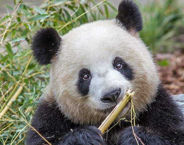 Panda knabbert Bambus