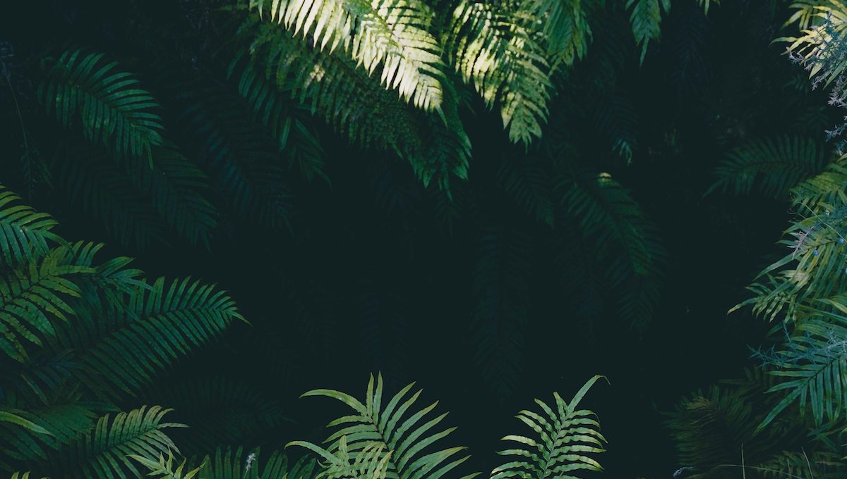 grüne Palmblätter im Dschungel